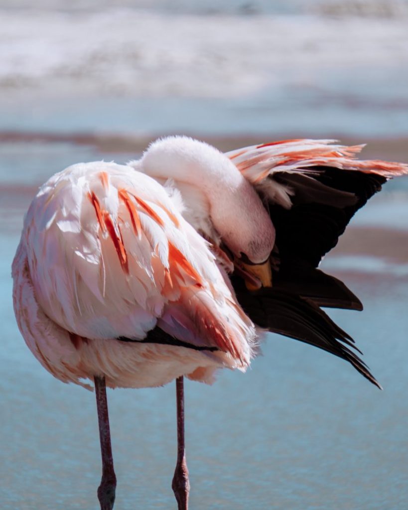 Reisfotografie portret van een roze flamingo die zich aan het wassen is