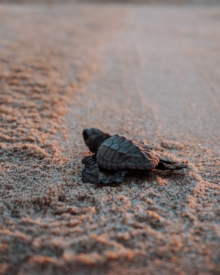 Baby zeeschildpadje in het zand