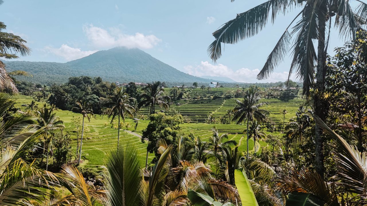 Bali rijstvelden