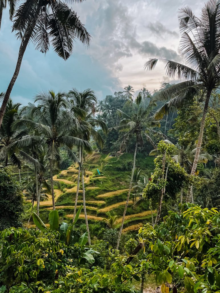 Ubud rijstterrassen Bali