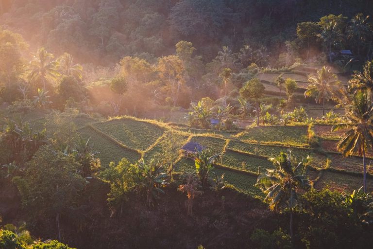 Rijstvelden Lombok