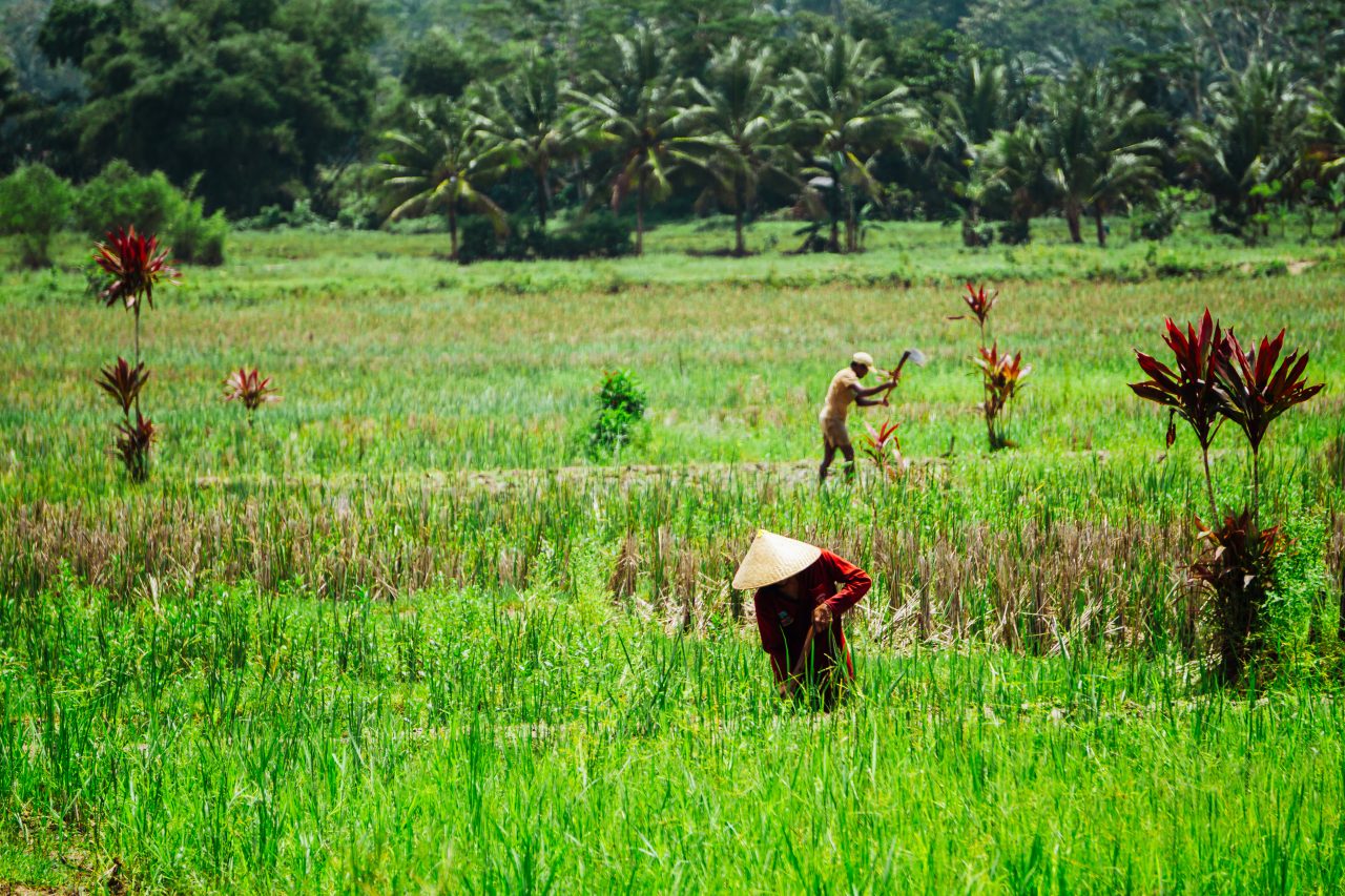 Pangandaran Java