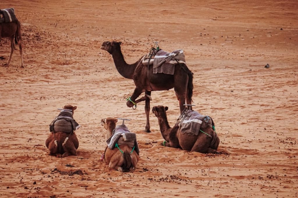 Kameelrijden in Marrakech