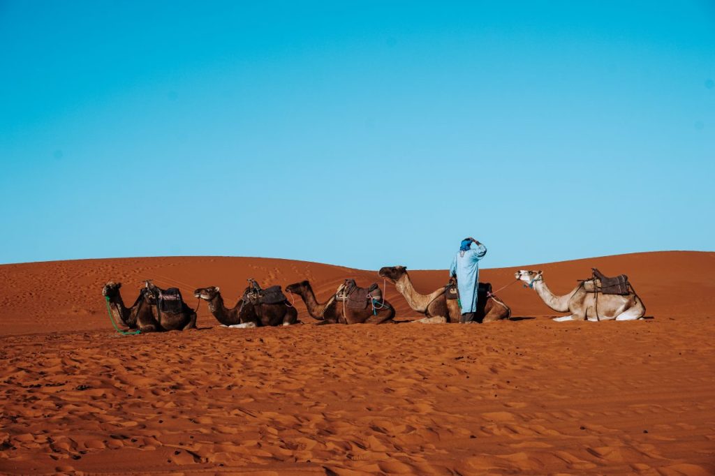 Kamelen rijden Marrakech