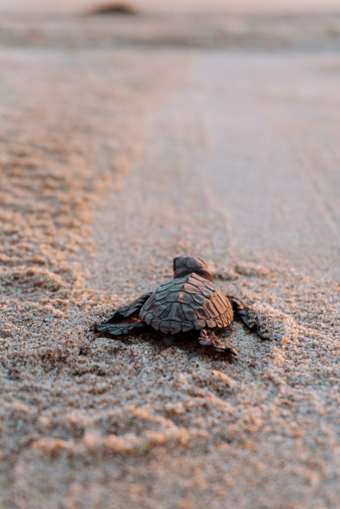 Baby schildpadden uitzetten mexico