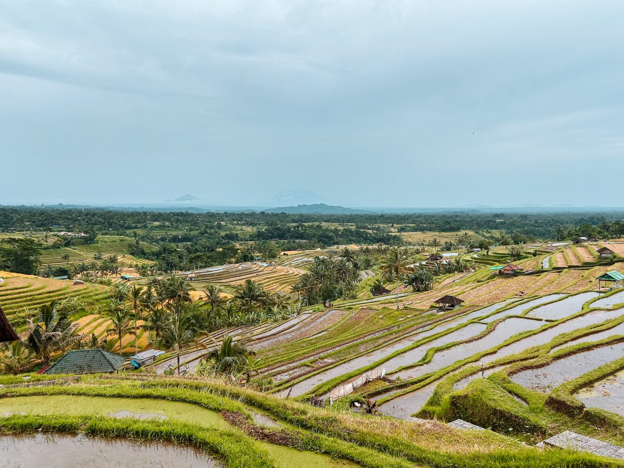 Bali rijstvelden regenseizoen