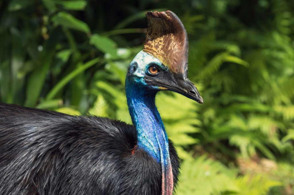 Daintree Nationaal Park Australie