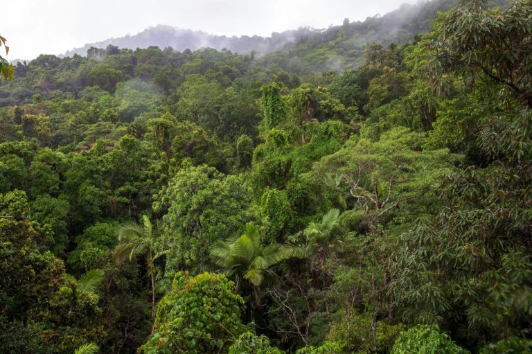 Daintree Nationaal park