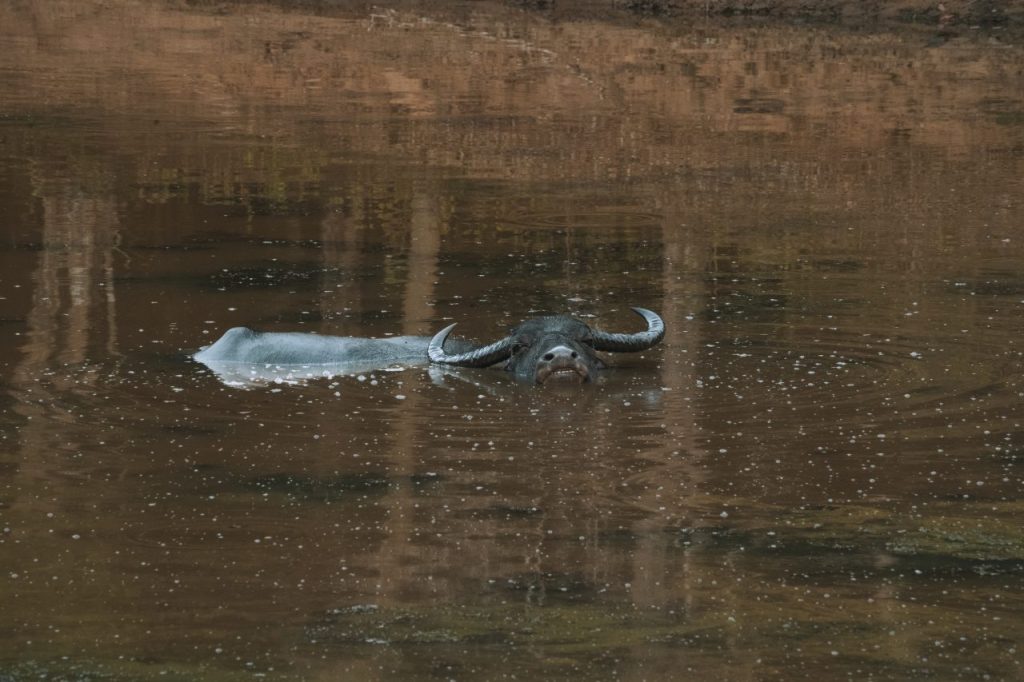 Wilpattu Nationaal Park, Sri Lanka