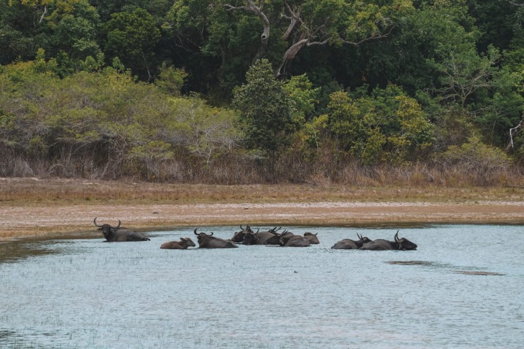 Wilpattu Nationaal Park, Sri Lanka