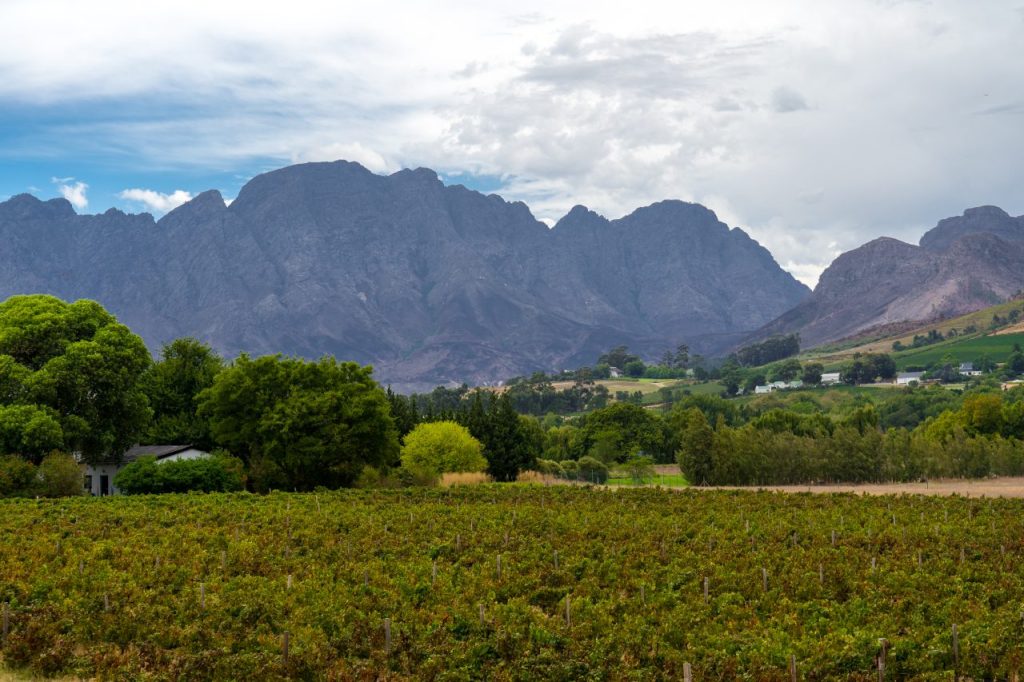 Stellenbosch, wijnregio Zuid-Afrika