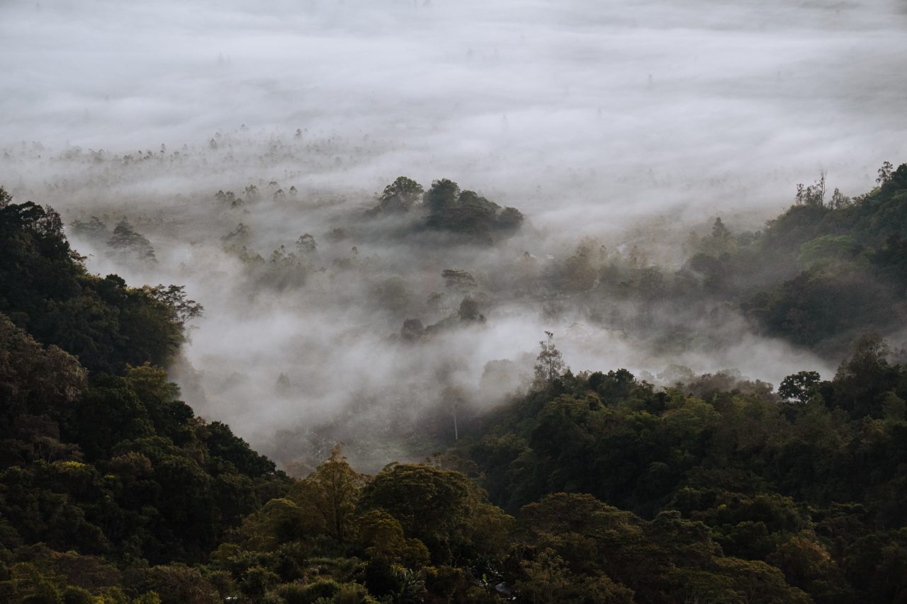kintamani