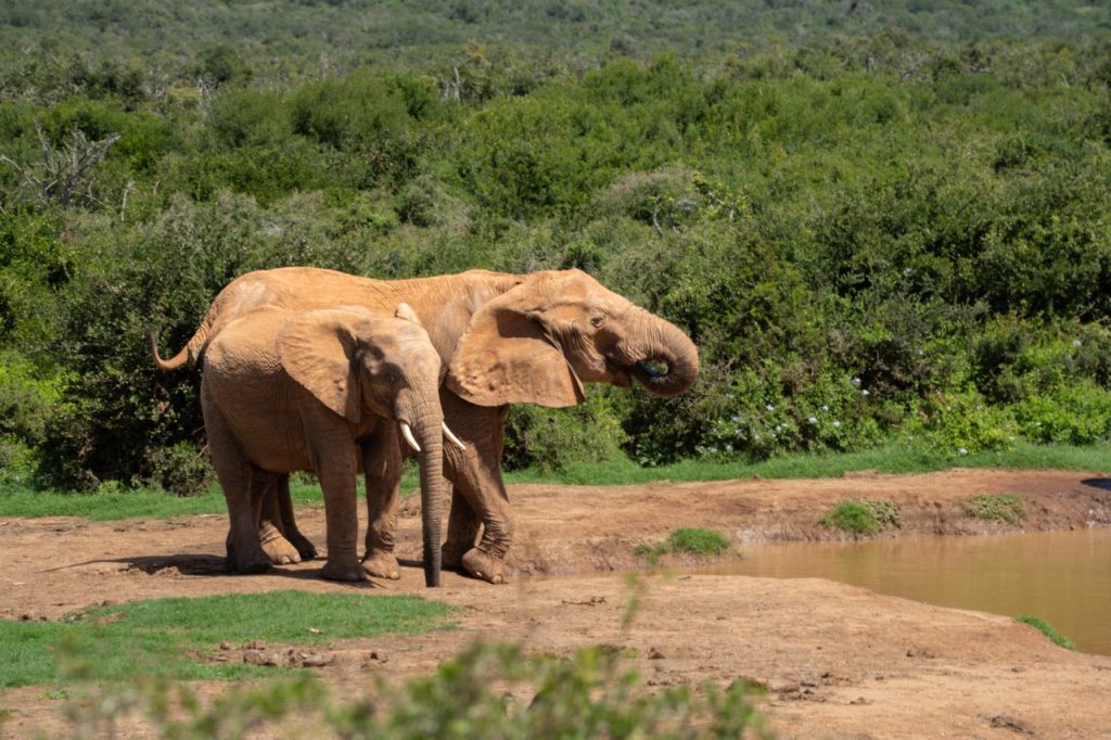 Olifanten bij waterhole in Addo Nationaal Park