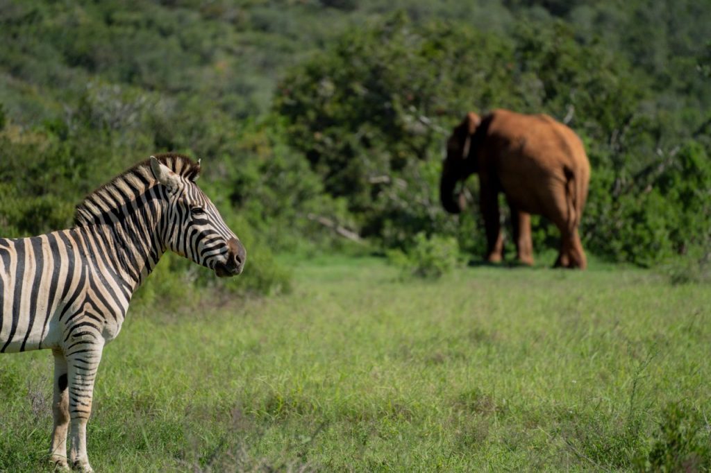 Self Drive Addo Elephant nationaal park