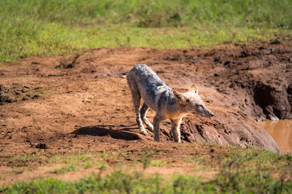 Self Drive Addo Elephant nationaal park