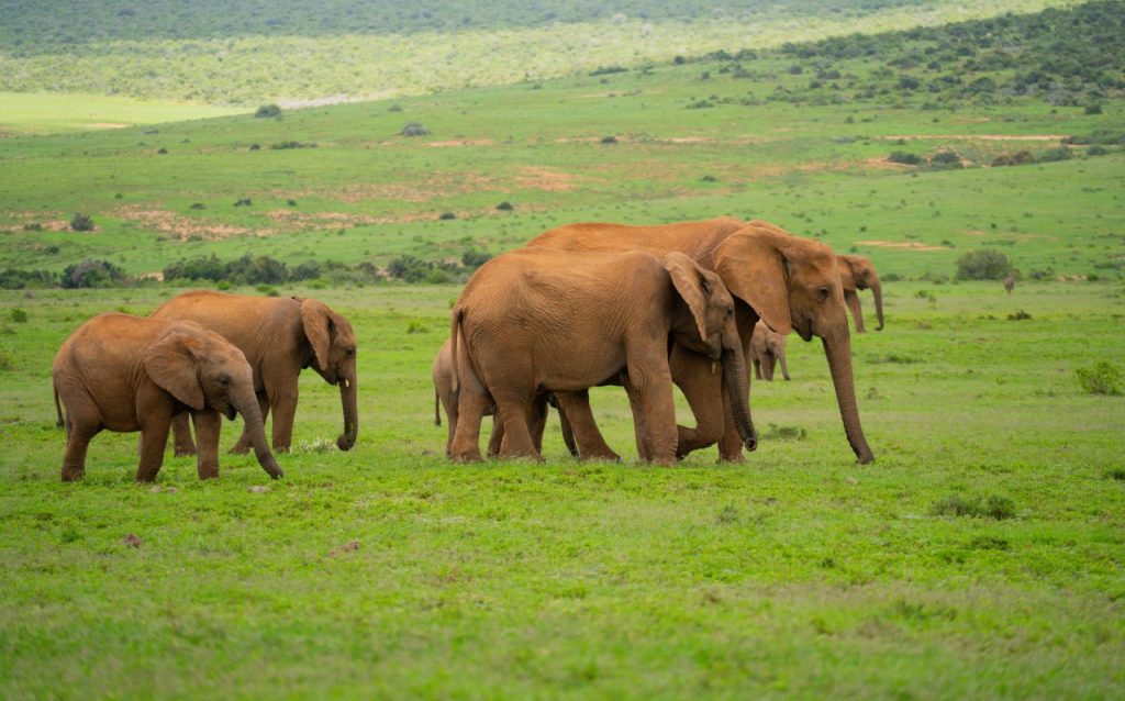 Self Drive Addo Elephant nationaal park