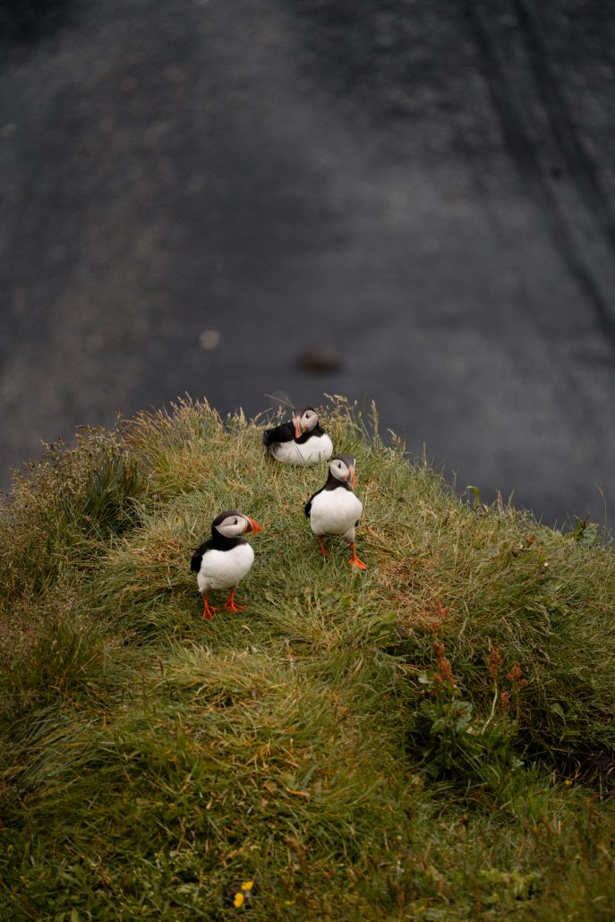 puffins ijsland