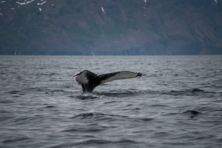 walvissen husavik ijsland