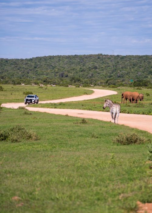 Addo Nationaal Park, Zuid-Afrika
