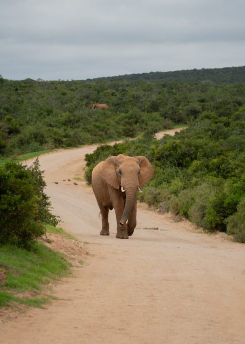 Addo Nationaal Park, Zuid-Afrika