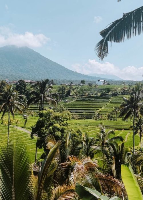 Bali rijstvelden
