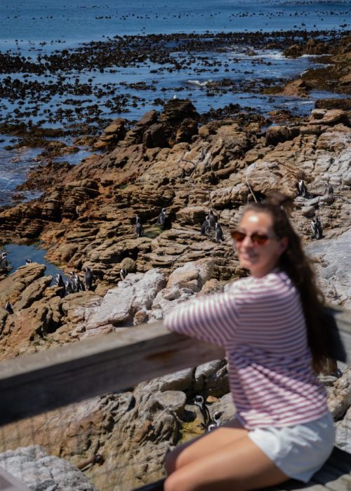 Dagtrip vanuit Kaapstad, pinguins Betty's Bay1