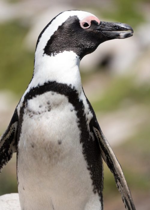Dagtrip vanuit Kaapstad, pinguins Betty's Bay2