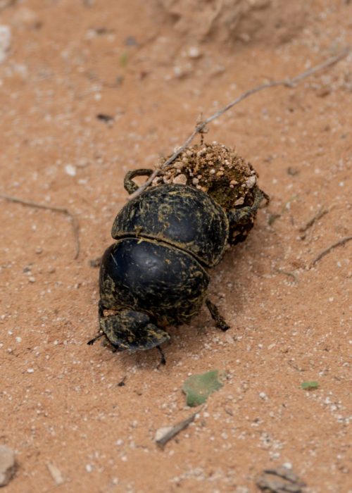 Dung Beetle Addo