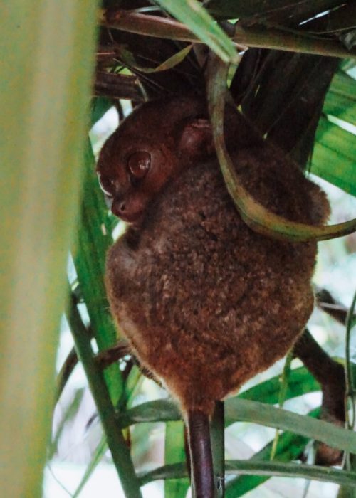 Filipijnen Tarsier