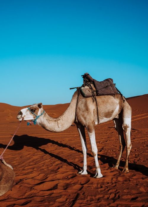 Kameelrijden Marrakech
