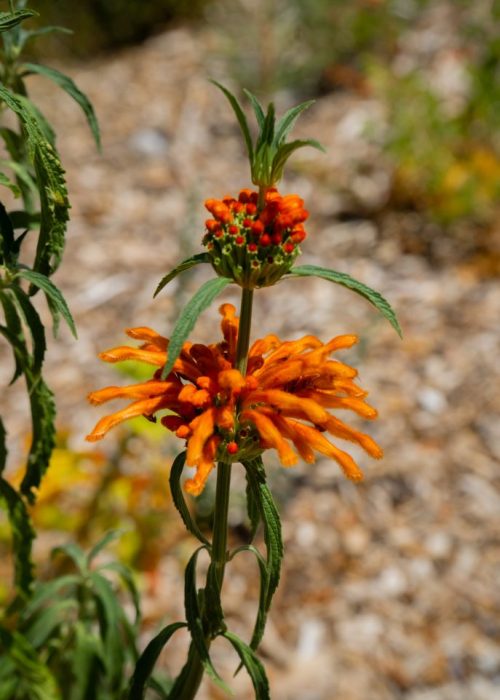 Kirstenbosch Botanical Gardens, Kaapstad