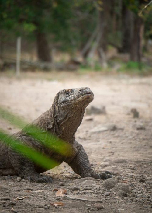 Komodo eiland Indonesië