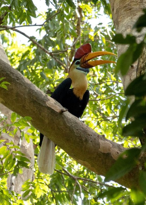 Natuur Sulawesi Indonesië