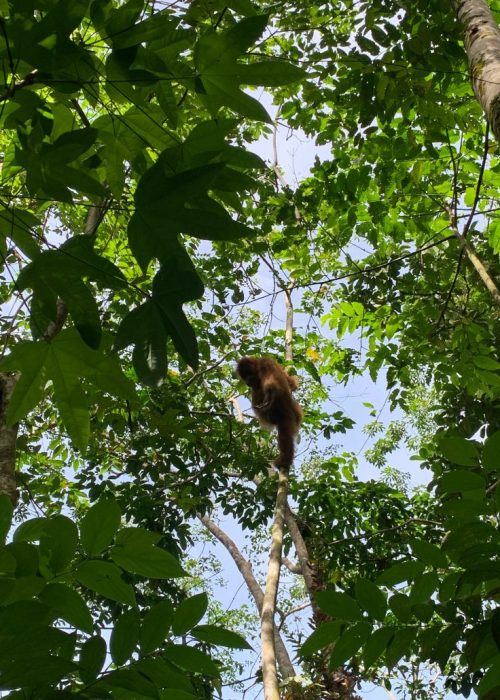 Orang Oetan Sumatra Indonesië