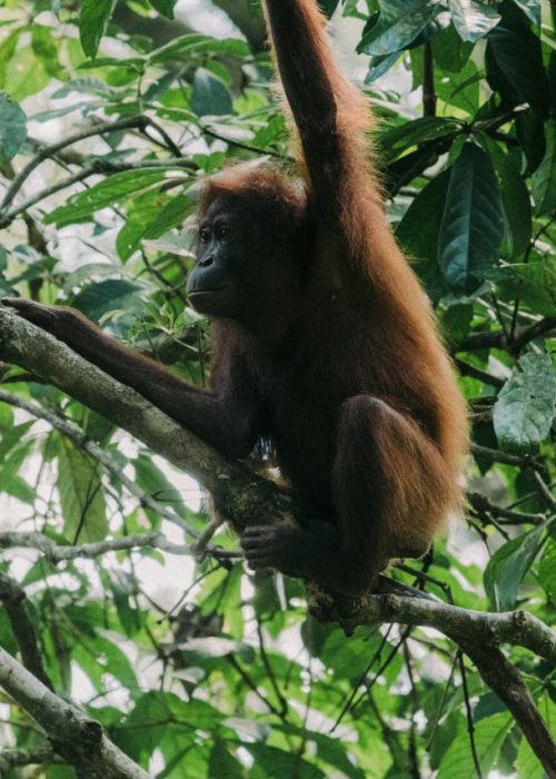 Orang-oetan Kalimantan Indonesië