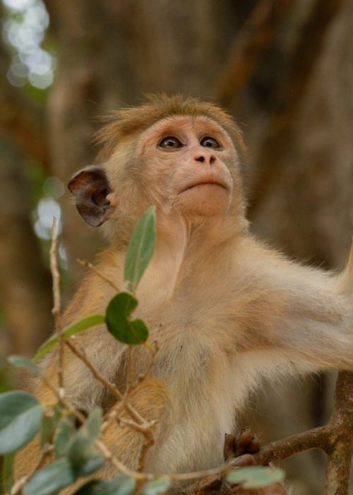 Safari, Wilpattu nationaal park
