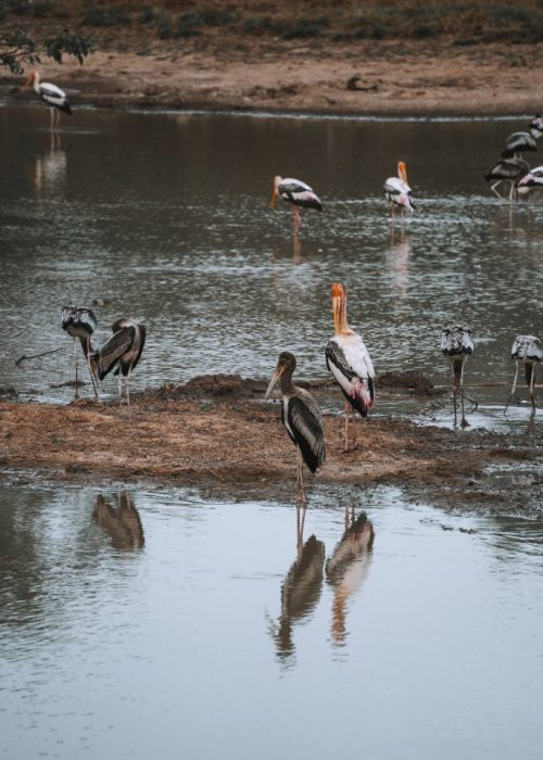 Safari, Wilpattu nationaal park