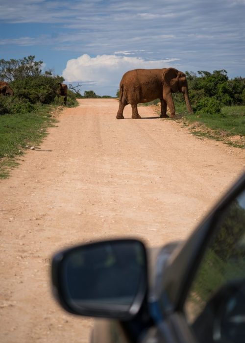 Self Drive Addo Elephant nationaal park