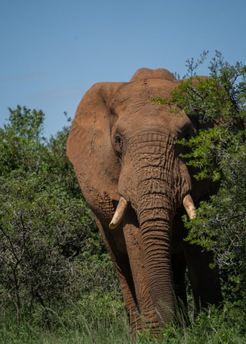 Self Drive Addo Elephant nationaal park
