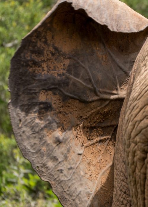 Self Drive Addo Elephant nationaal park