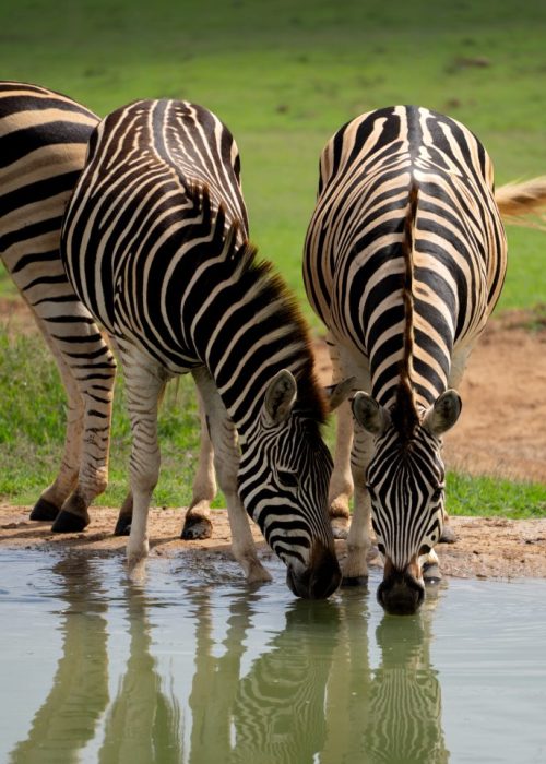 Self Drive Addo Elephant nationaal park