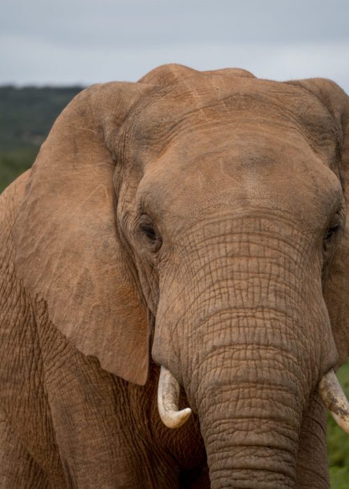 Self Drive Addo Elephant nationaal park