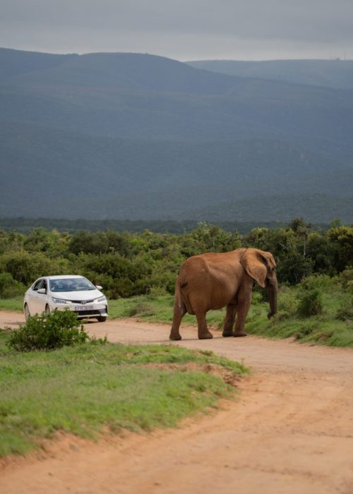 Self Drive Addo Elephant nationaal park