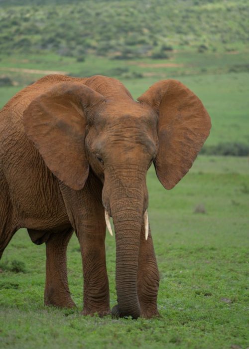 Self Drive Addo Elephant nationaal park