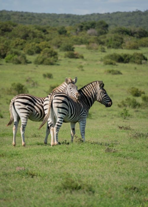 Self Drive Addo Elephant nationaal park