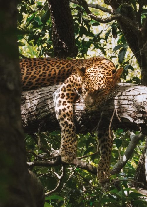 Wilpattu Nationaal Park, Sri Lanka