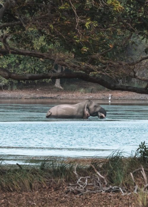 Wilpattu Nationaal Park, Sri Lanka