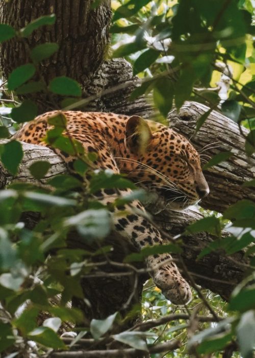 Wilpattu Nationaal Park, Sri Lanka