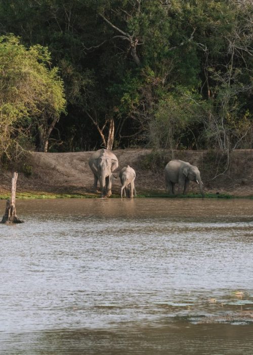 Wilpattu Nationaal Park, Sri Lanka