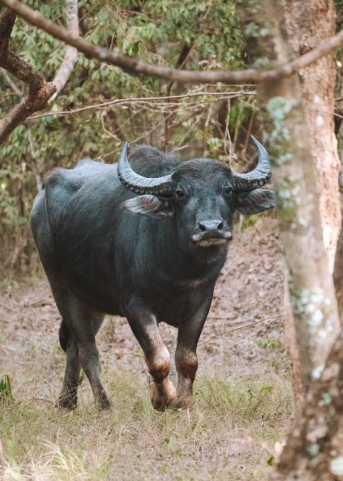 Wilpattu Nationaal Park, Sri Lanka